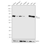 Syk Antibody