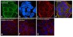 Phospho-EGFR (Tyr1045) Antibody