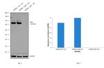 Amyloid Precursor Protein Antibody