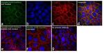 Phospho-EGFR (Tyr992) Antibody