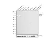 Dynamin 1 Antibody in Western Blot (WB)