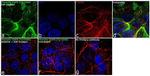 Phospho-EGFR (Tyr1068) Antibody