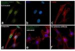 Phospho-STAT3 (Ser727) Antibody