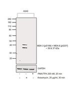 Phospho-MEK3/MEK6 (Ser189, Ser207) Antibody in Western Blot (WB)