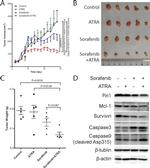 Caspase 9 (Cleaved Asp315) Antibody in Western Blot (WB)