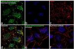 Caspase 9 (Cleaved Asp315) Antibody