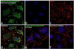 Caspase 9 (Cleaved Asp315) Antibody in Immunocytochemistry (ICC/IF)