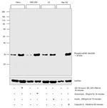 Phospho-eIF4E (Ser209) Antibody in Western Blot (WB)