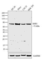 SHP2 Antibody in Western Blot (WB)