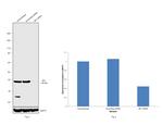 SET Antibody in Western Blot (WB)