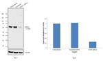 MTM1 Antibody in Western Blot (WB)