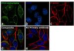 PP2A alpha/beta Antibody in Immunocytochemistry (ICC/IF)