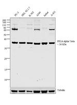 PP2A alpha/beta Antibody in Western Blot (WB)