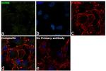 NUMB Antibody in Immunocytochemistry (ICC/IF)