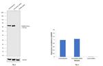 NUMB Antibody in Western Blot (WB)