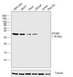 STUB1 Antibody in Western Blot (WB)