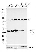 NQO1 Antibody in Western Blot (WB)