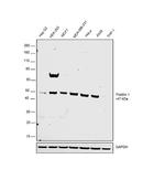 Flotillin 1 Antibody in Western Blot (WB)