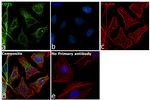 CDT1 Antibody in Immunocytochemistry (ICC/IF)