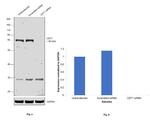 CDT1 Antibody