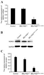 NDRG1 Antibody in Western Blot (WB)