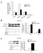 NDRG1 Antibody in Western Blot (WB)