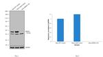 NDRG1 Antibody in Western Blot (WB)