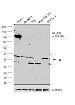 NLRP3 Antibody in Western Blot (WB)