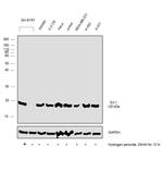 DJ-1 Antibody