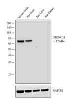 MUNC18 Antibody in Western Blot (WB)