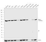 KPNA2 Antibody in Western Blot (WB)