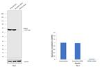 KPNA2 Antibody in Western Blot (WB)