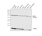 VPS35 Antibody in Western Blot (WB)