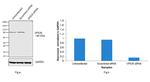 VPS35 Antibody