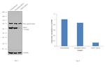 DDX5 Antibody in Western Blot (WB)