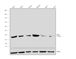 NPM1 Antibody in Western Blot (WB)