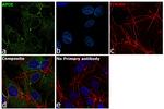 APOE Antibody in Immunocytochemistry (ICC/IF)