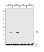 APOE Antibody in Western Blot (WB)