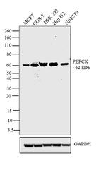 PCK2 Antibody in Western Blot (WB)