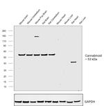 Cannabinoid Receptor 1 Antibody