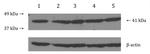 CNR2 Antibody in Western Blot (WB)