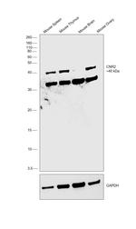 CNR2 Antibody in Western Blot (WB)