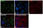 HEXIM1 Antibody in Immunocytochemistry (ICC/IF)