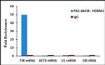 HEXIM1 Antibody