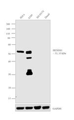 HEXIM1 Antibody in Western Blot (WB)