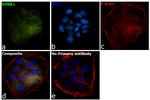 KPNB1 Antibody in Immunocytochemistry (ICC/IF)