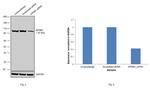 KPNB1 Antibody in Western Blot (WB)