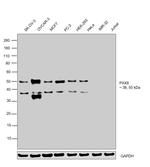 PAX8 Antibody