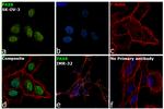 PAX8 Antibody in Immunocytochemistry (ICC/IF)