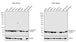 Cyclophilin A Antibody